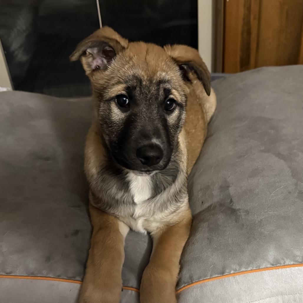 Kona, a Adoptable Shepherd in Brainerd, MN image 1/4