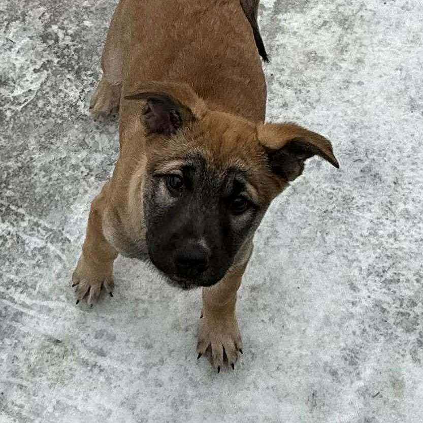 Kona, a Adoptable Shepherd in Brainerd, MN image 2/4