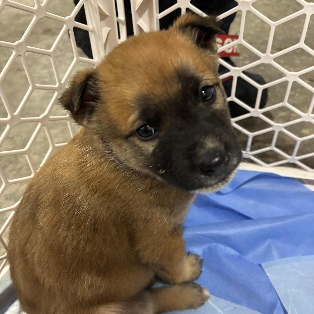 Kona, a Adoptable Shepherd in Brainerd, MN image 3/4