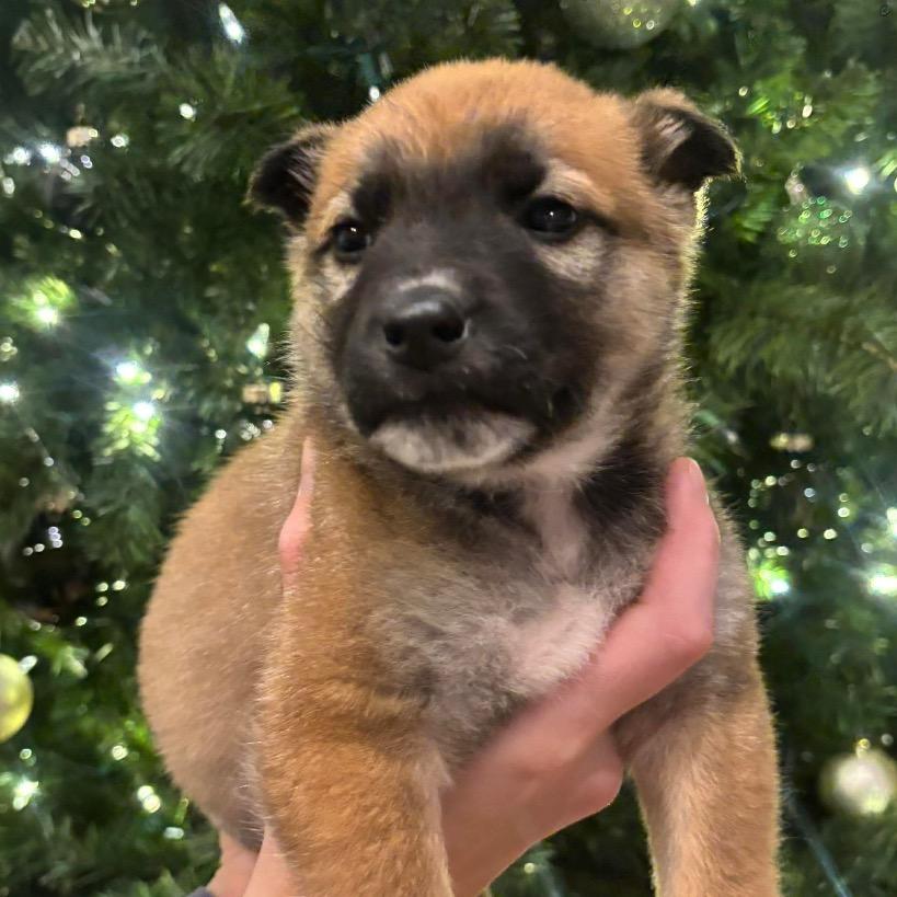 Kona, a Adoptable Shepherd in Brainerd, MN image 4/4