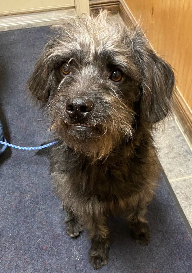 Scruffles, Adopted, Young Male Terrier & Mixed Breed.