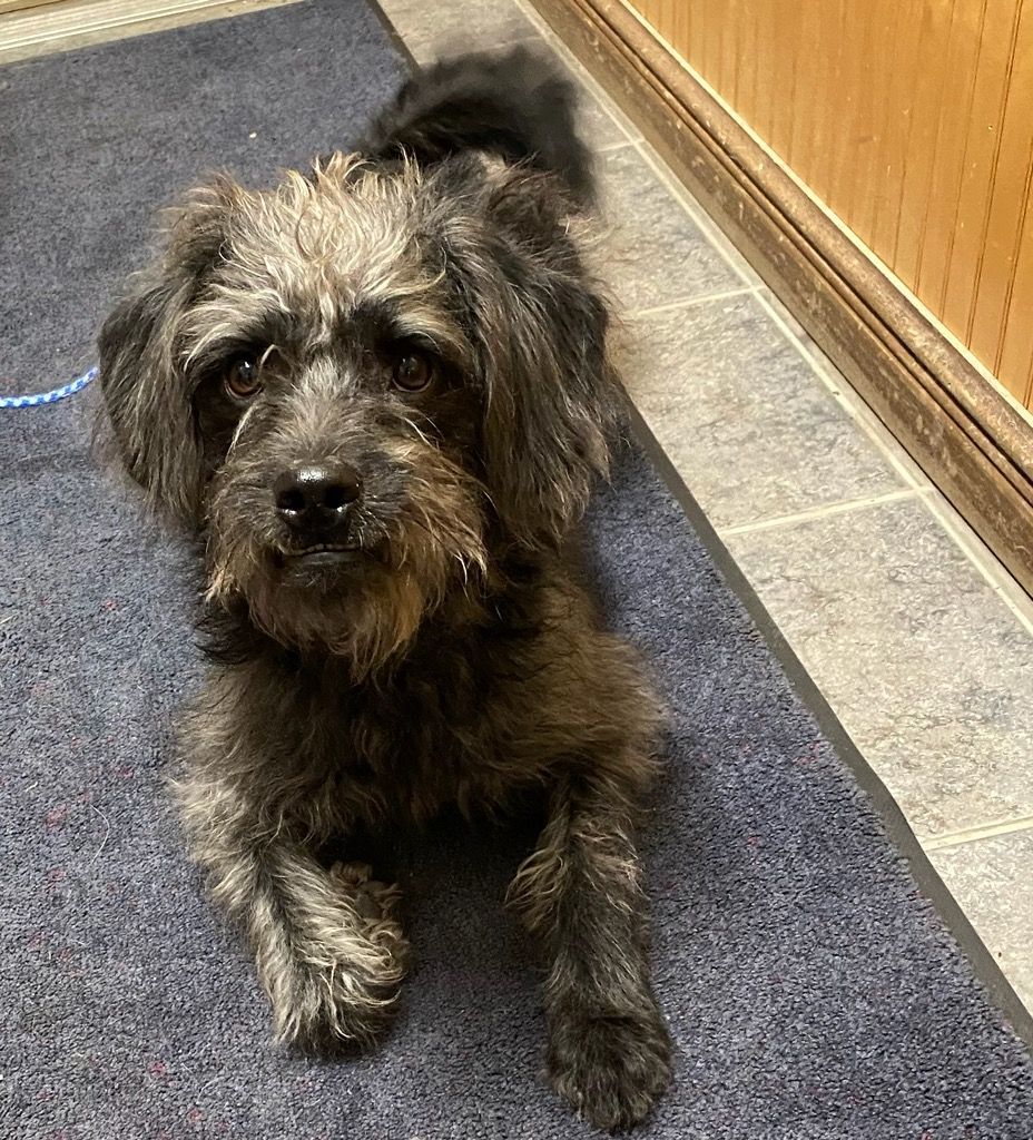 Enlarge Scruffles, a Adopted mixed breed in Queensbury, NY image 2/2