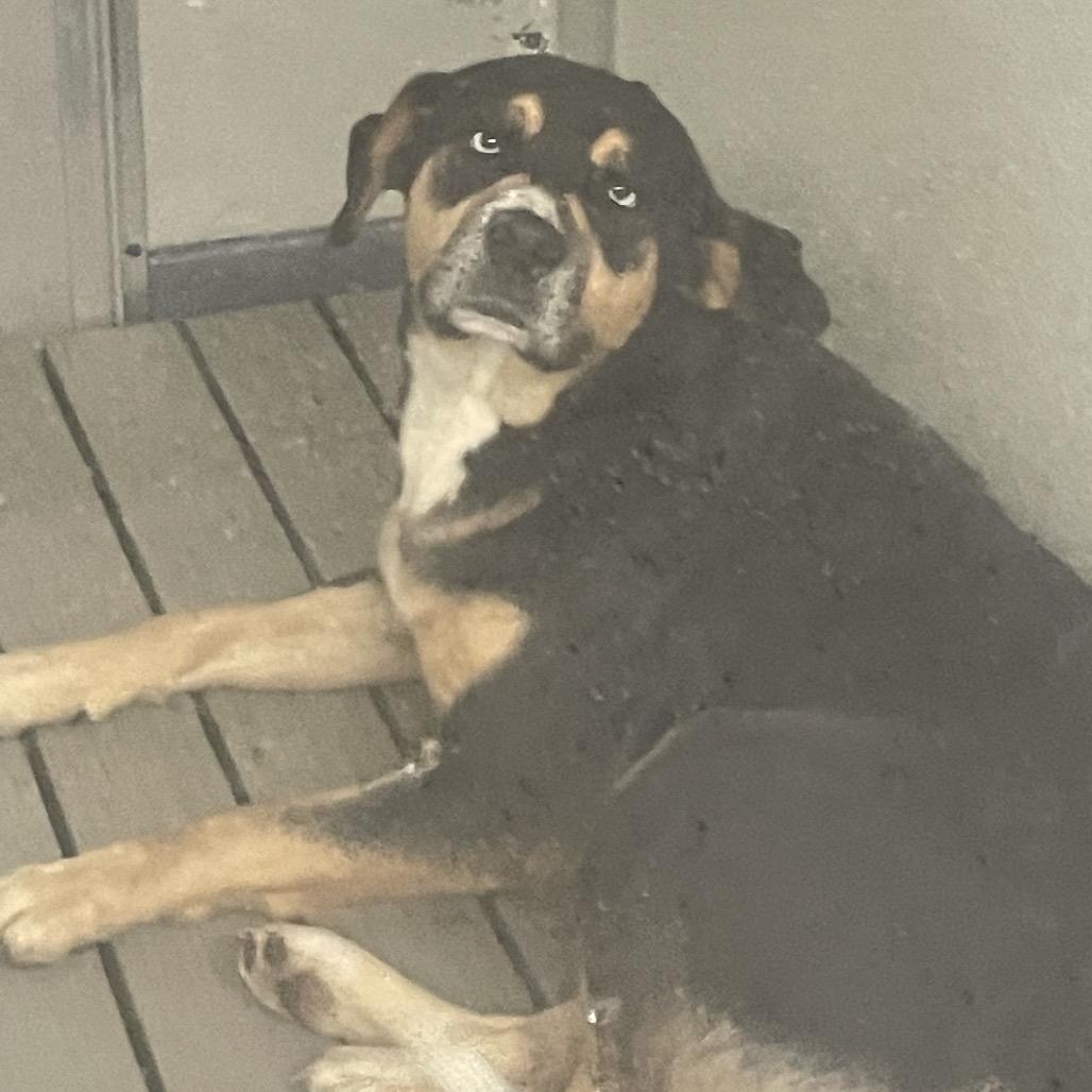 Yam, Adoptable, Adult Female Mixed Breed.