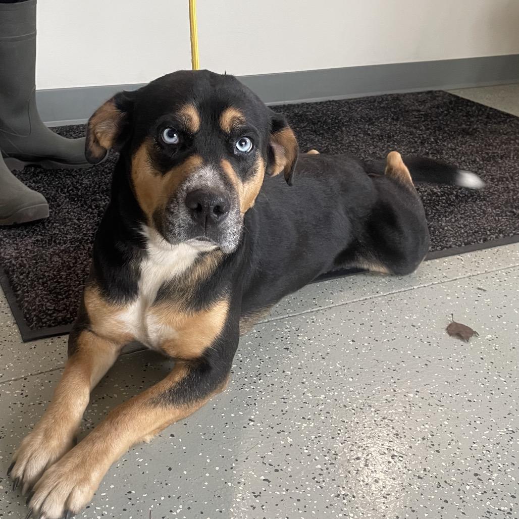 Enlarge Yam, a Adoptable Mixed Breed in Galax, VA image 2/2