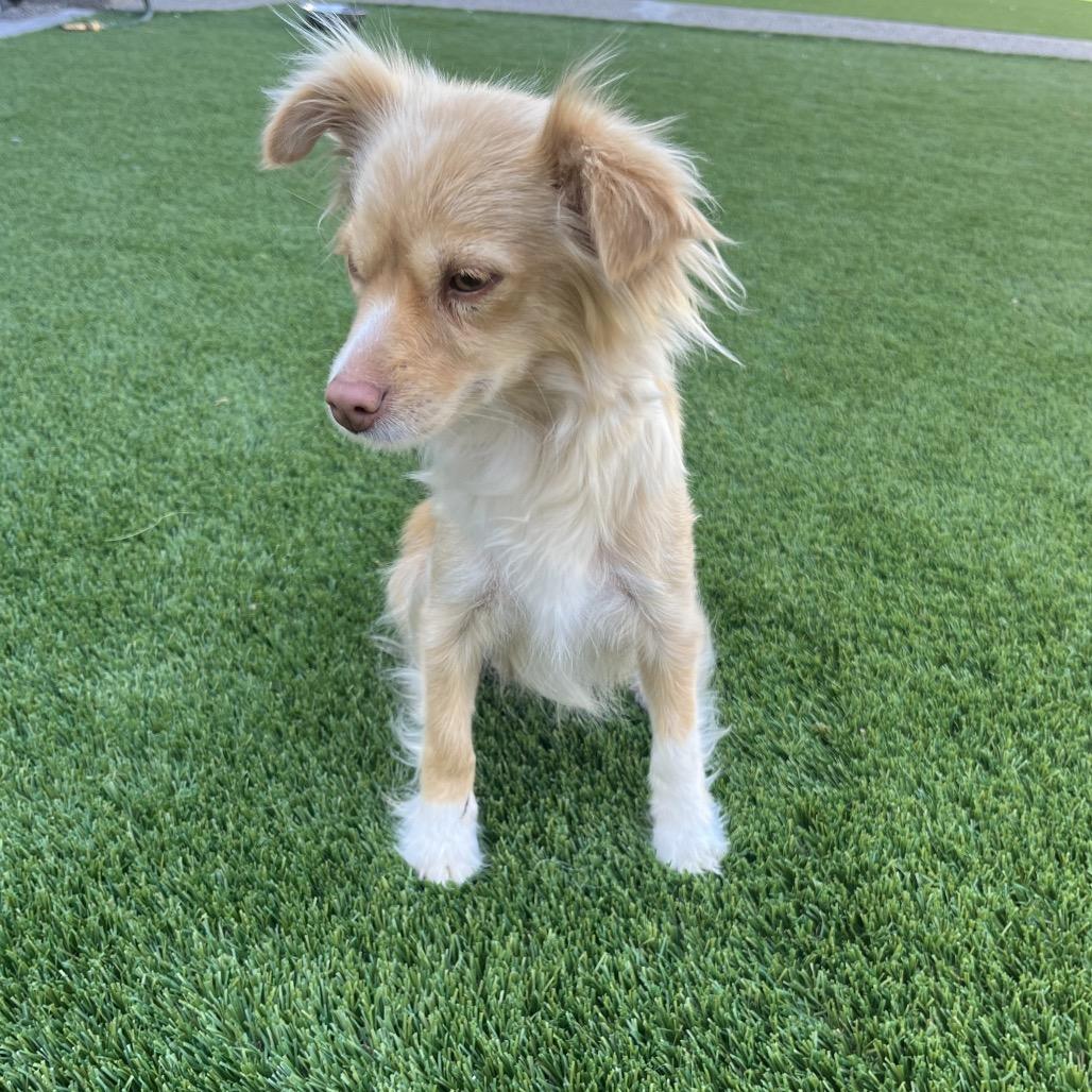 Enlarge Nova, a Adoptable Spaniel in Cashmere, WA image 1/2