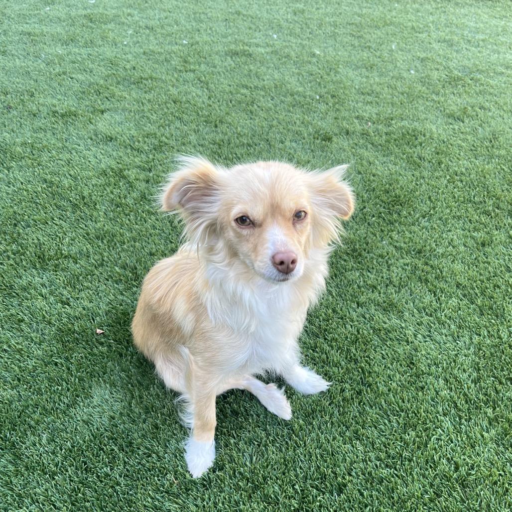 Enlarge Nova, a Adoptable Spaniel in Cashmere, WA image 2/2