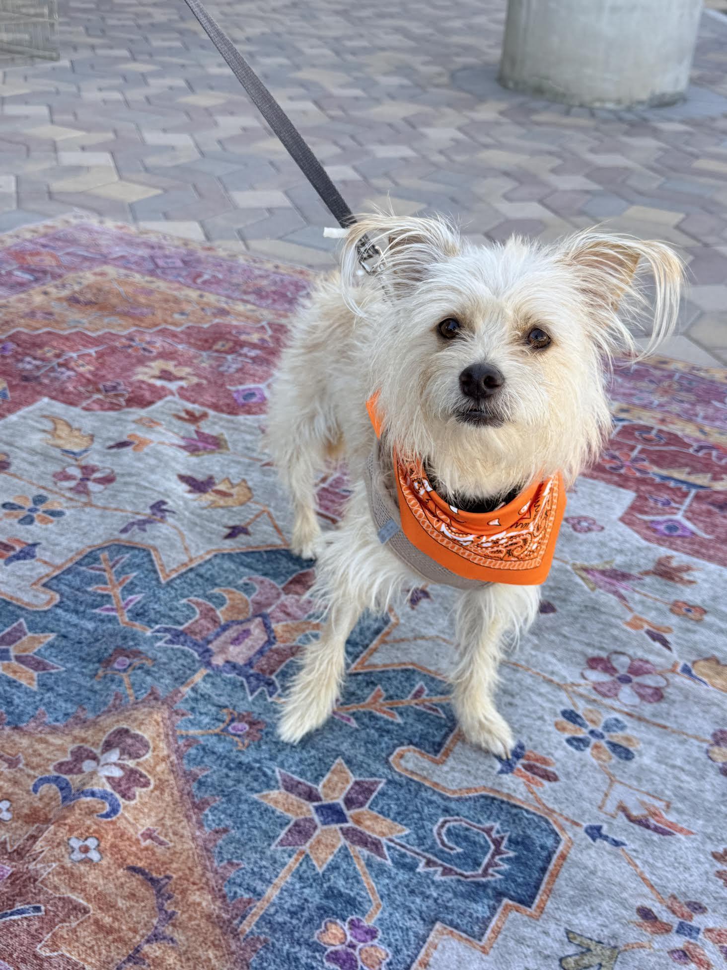 Banks, a ADOPTABLE mixed breed in Las Vegas, NV image 3/3