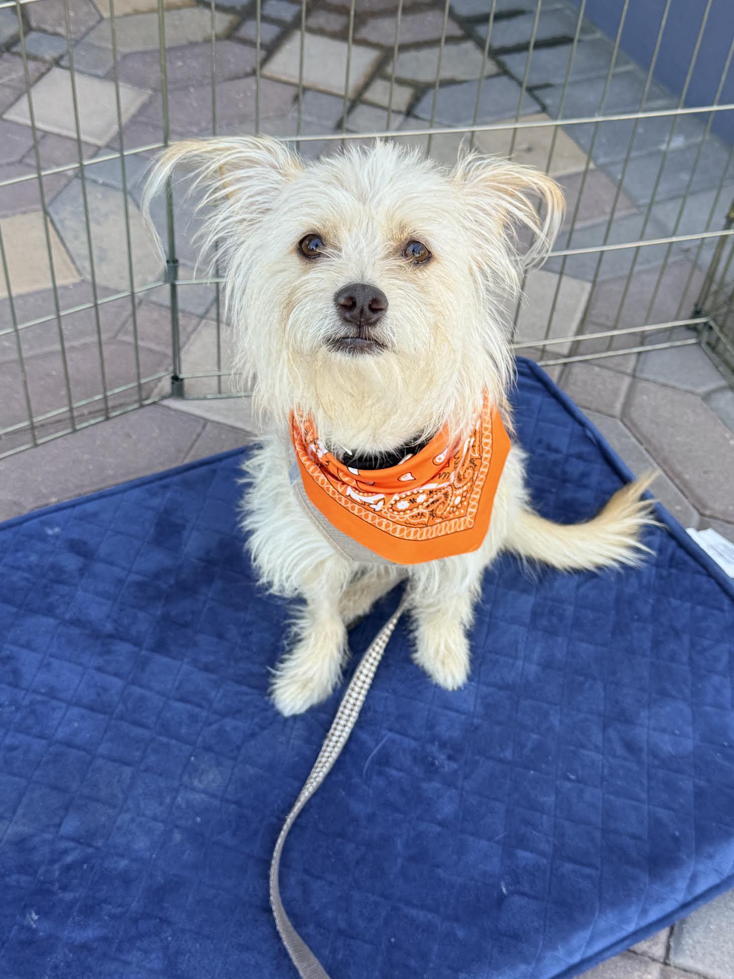 Banks, a ADOPTABLE mixed breed in Las Vegas, NV image 2/3