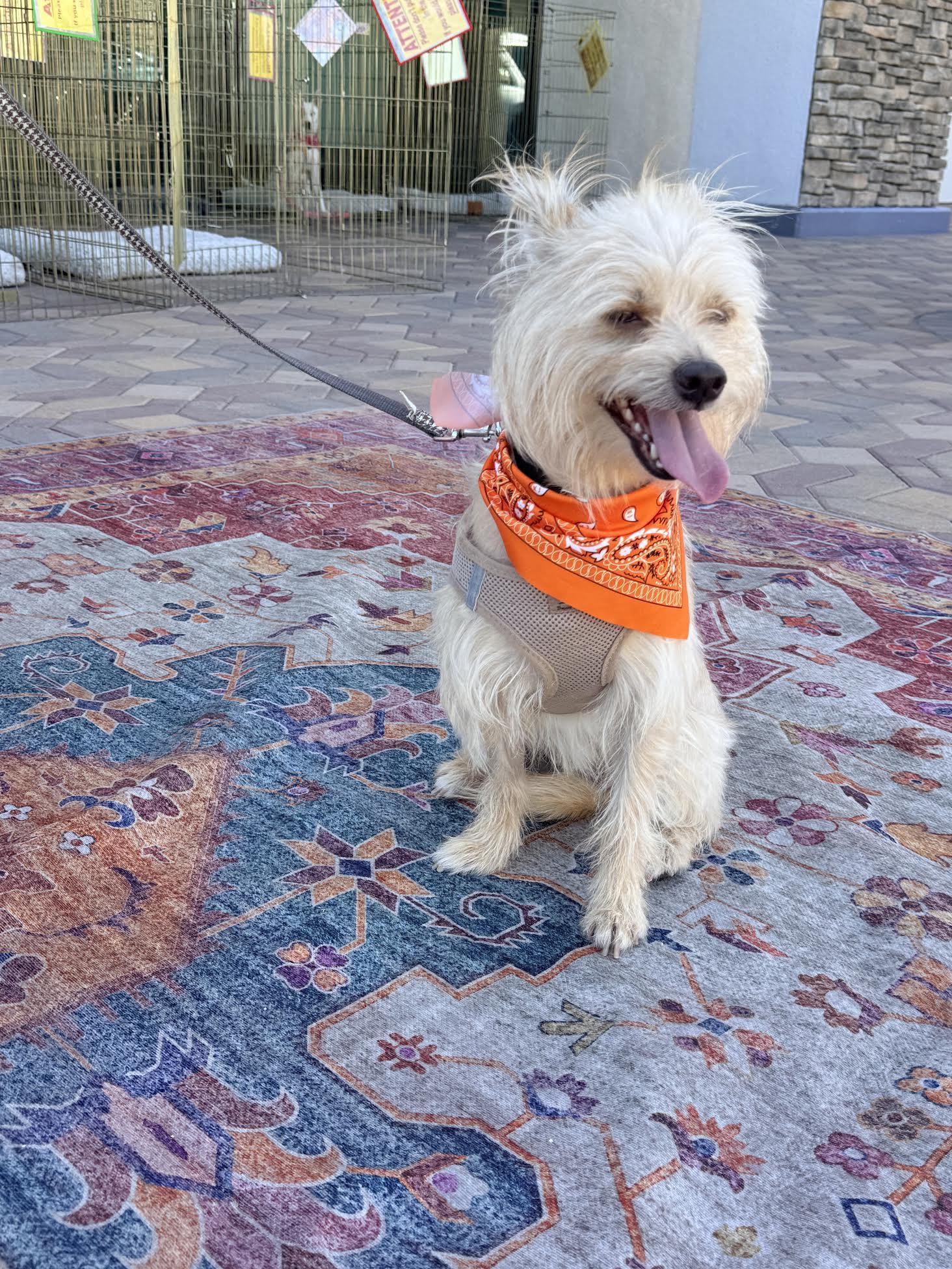 Banks, ADOPTABLE, Young Male Maltese.