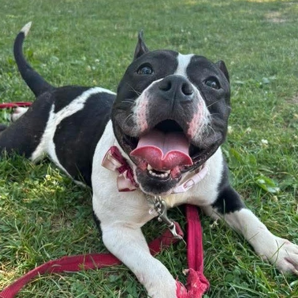 Millie, Adult Female Bulldog