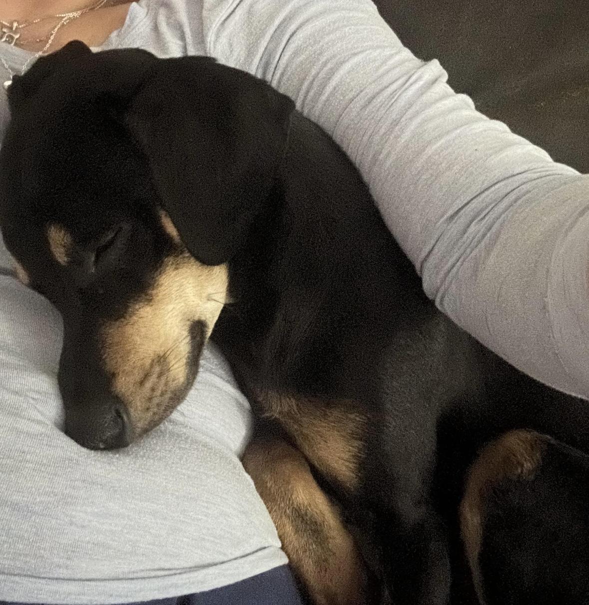 Enlarge Eddie, a ADOPTABLE mixed breed in Boston, MA image 2/4