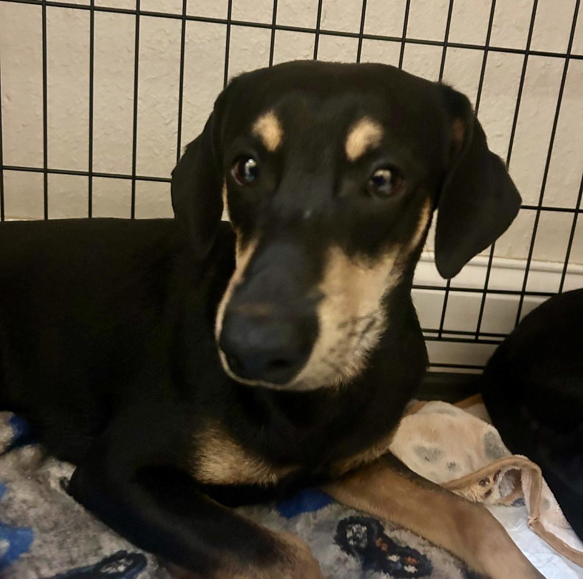 Enlarge Eddie, a ADOPTABLE mixed breed in Boston, MA image 3/4