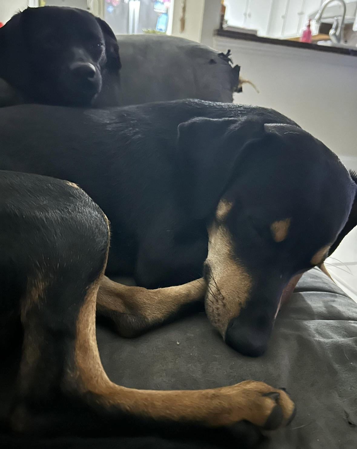 Enlarge Eddie, a ADOPTABLE mixed breed in Boston, MA image 1/4