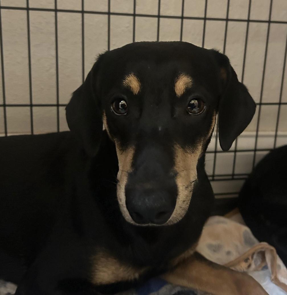 Enlarge Eddie, a ADOPTABLE mixed breed in Boston, MA image 4/4