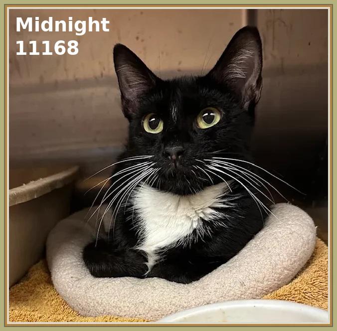 Midnight ID 11168  Kennel 609  Arrived June 22 Breed Domestic Shorthair Mix  Color Mostly Bl