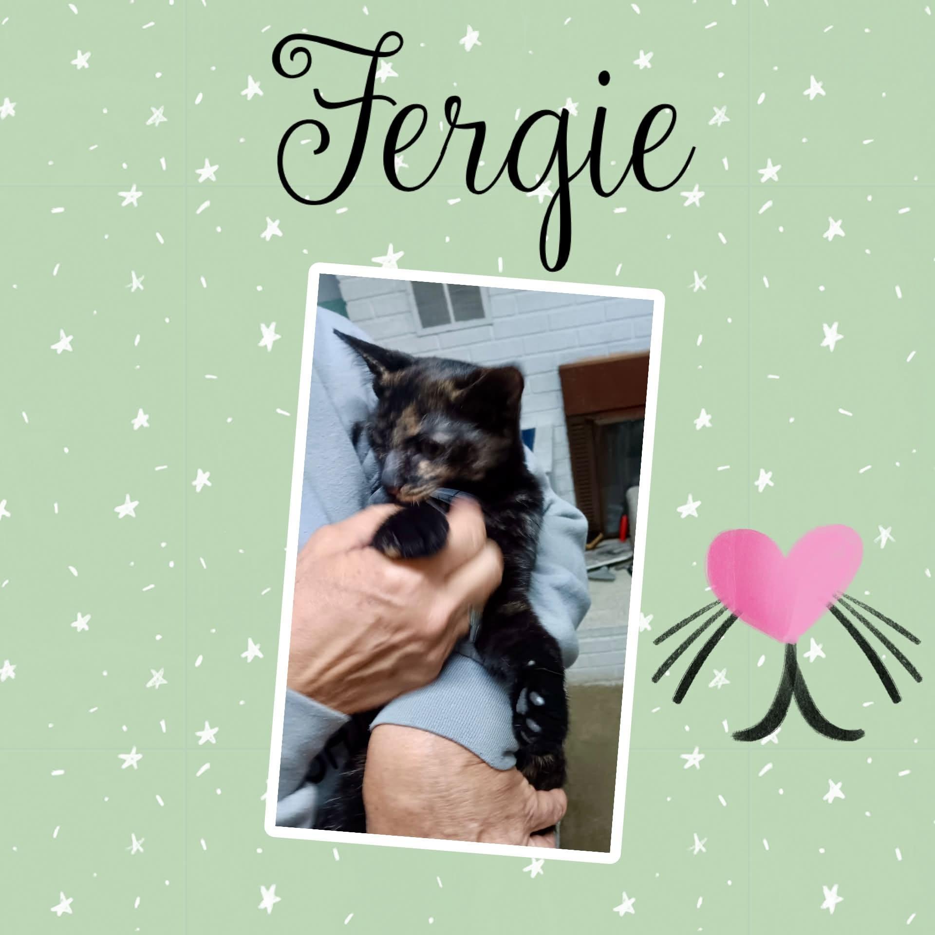 Fergie, Adoptable, Kitten Female Domestic Short Hair.