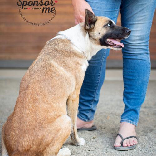 Camy, a Adoptable mixed breed in Bakersfield, CA image 1/4