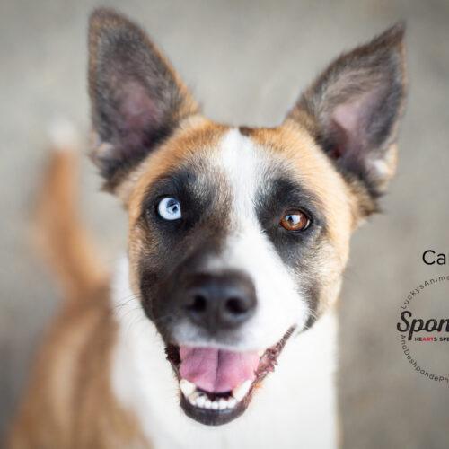 Camy, a Adoptable mixed breed in Bakersfield, CA image 2/4