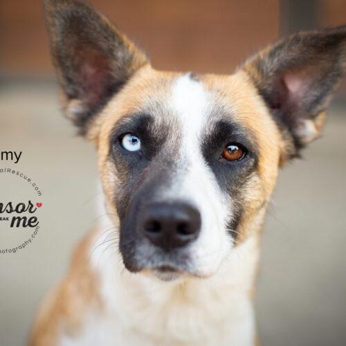 Camy, a Adoptable mixed breed in Bakersfield, CA image 3/4