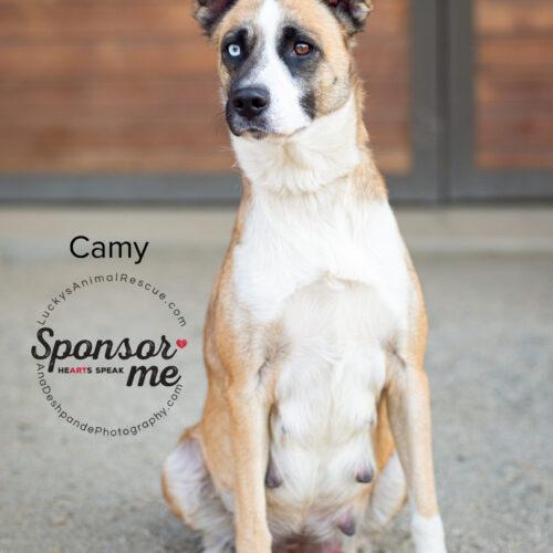 Camy, a Adoptable mixed breed in Bakersfield, CA image 4/4