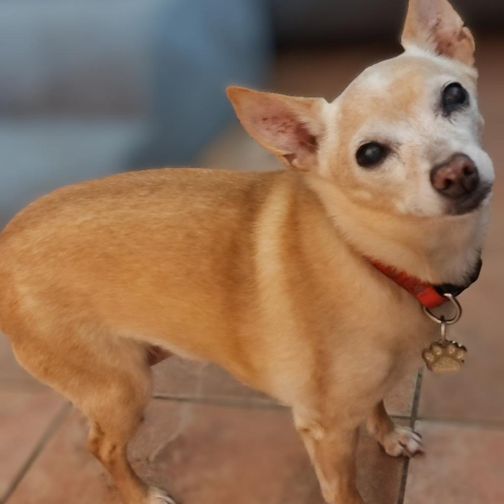Enlarge Daisy, a Adoptable Chihuahua in Las Vegas, NV image 1/2