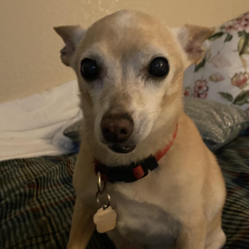 Enlarge Daisy, a Adoptable Chihuahua in Las Vegas, NV image 2/2