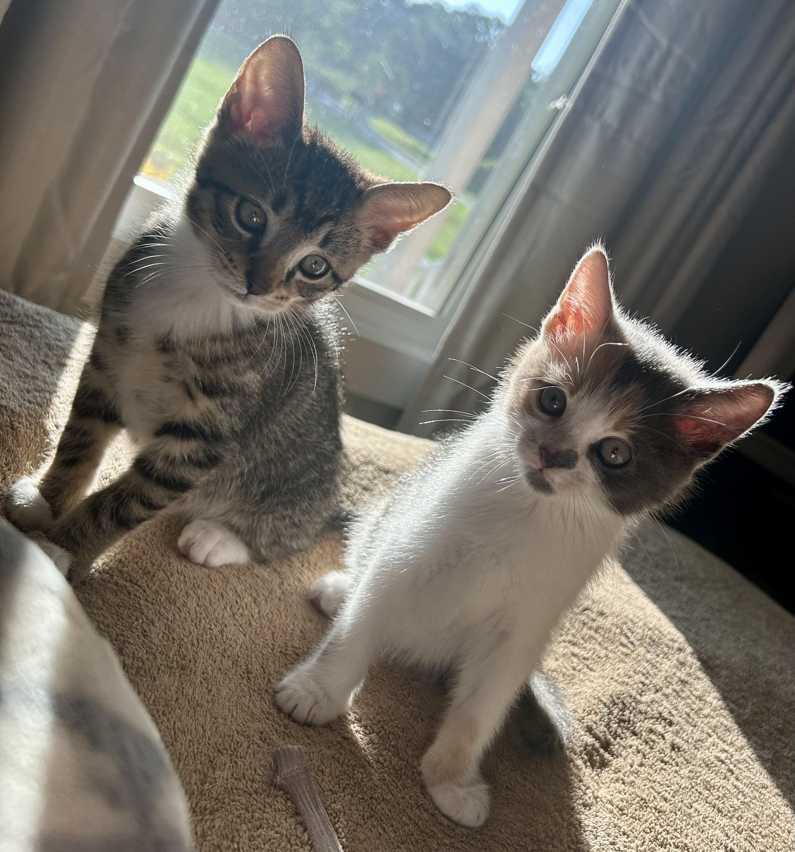 Enlarge Sheldon & Missy, a Adopted Domestic Short Hair in Wilmington, NC image 1/6