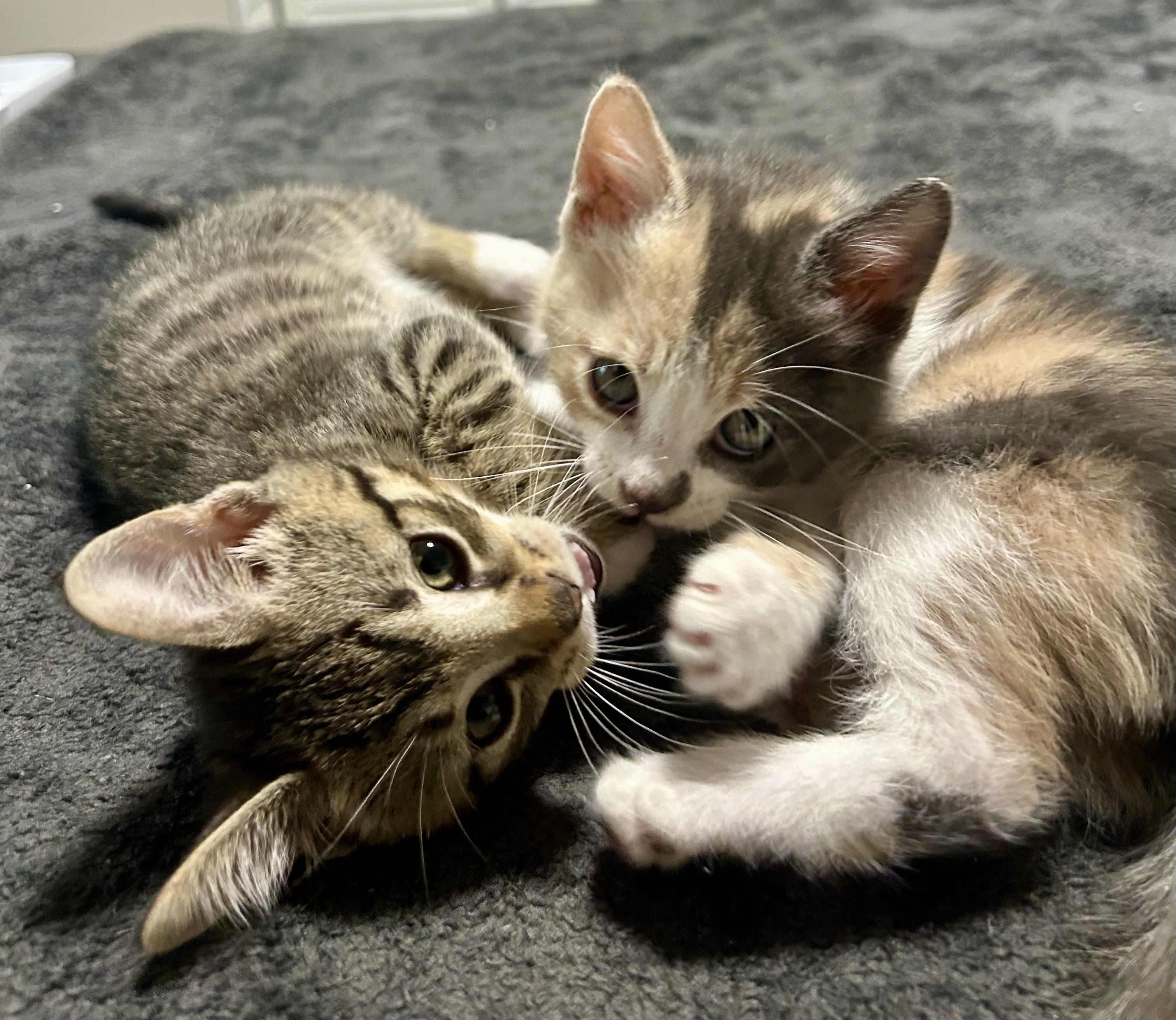 Enlarge Sheldon & Missy, a Adopted Domestic Short Hair in Wilmington, NC image 2/6