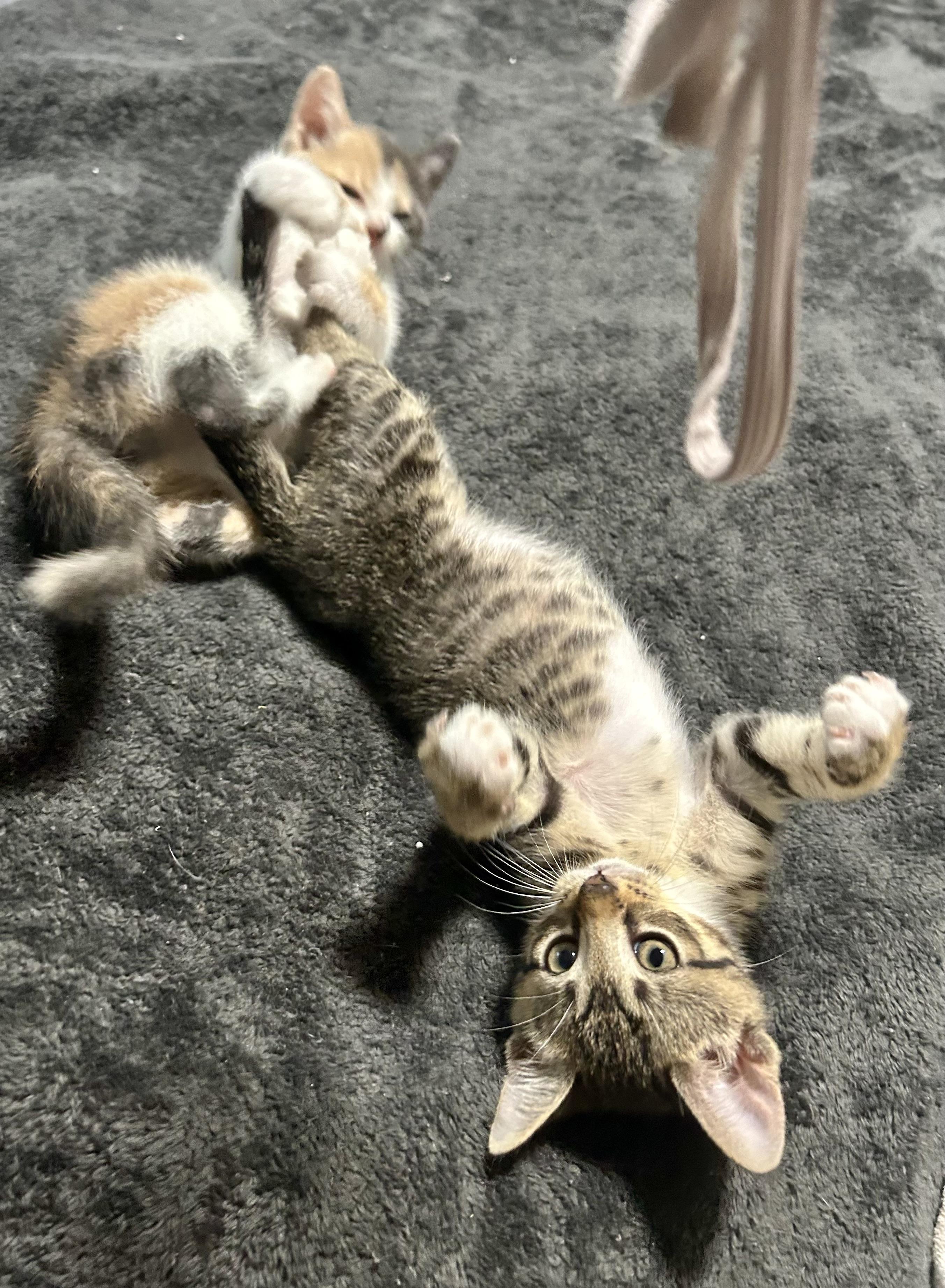 Enlarge Sheldon & Missy, a Adopted Domestic Short Hair in Wilmington, NC image 6/6