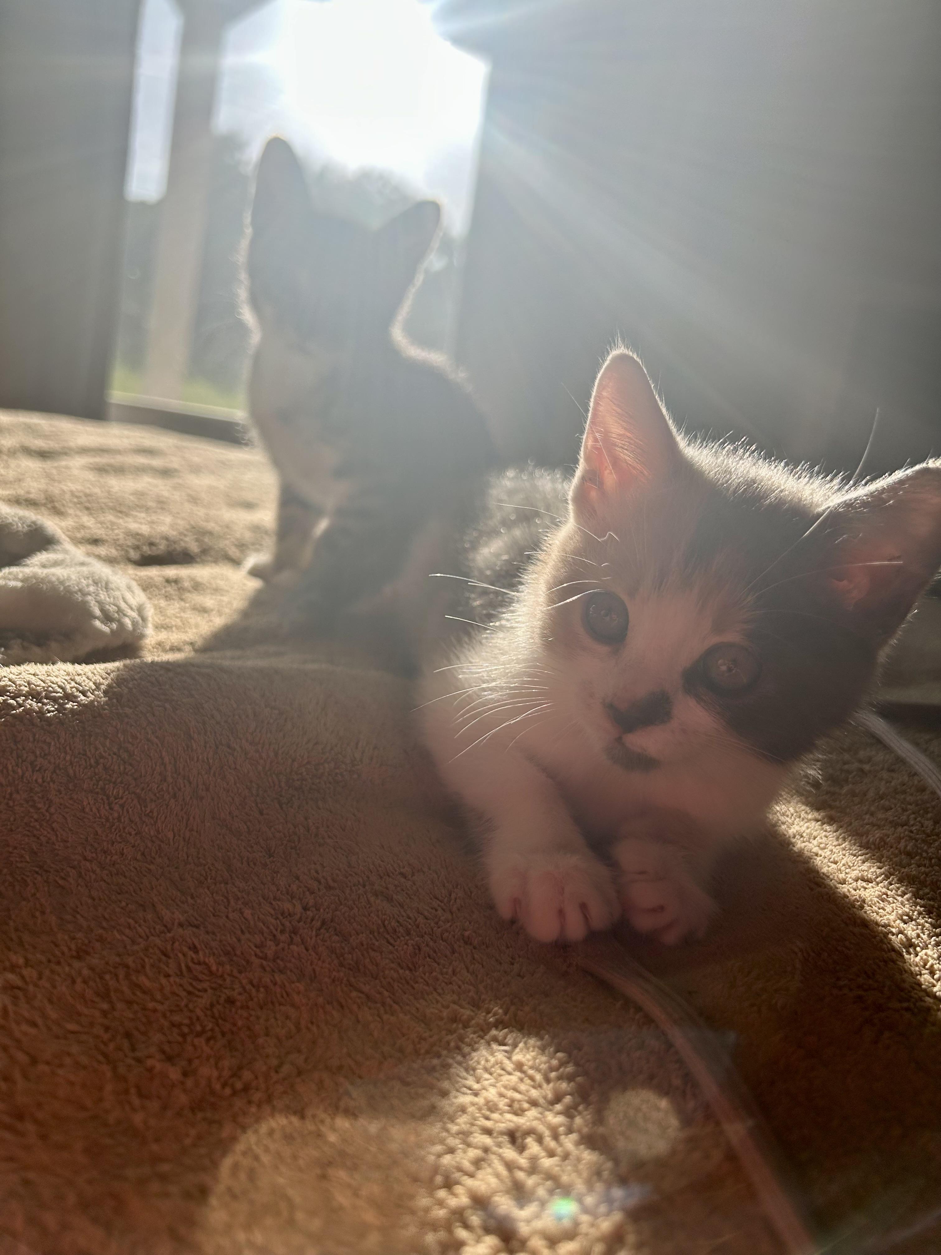 Enlarge Sheldon & Missy, a Adopted Domestic Short Hair in Wilmington, NC image 5/6
