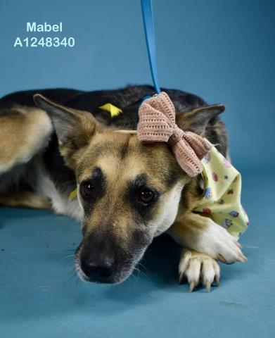 Enlarge MABEL, a Adoptable German Shepherd Dog in Bakersfield, CA image 1/1