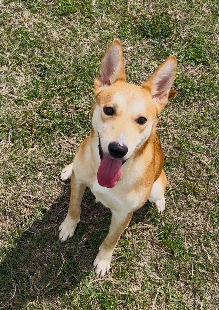 Enlarge Oaklee, a Adopted mixed breed in Belton, TX image 1/2