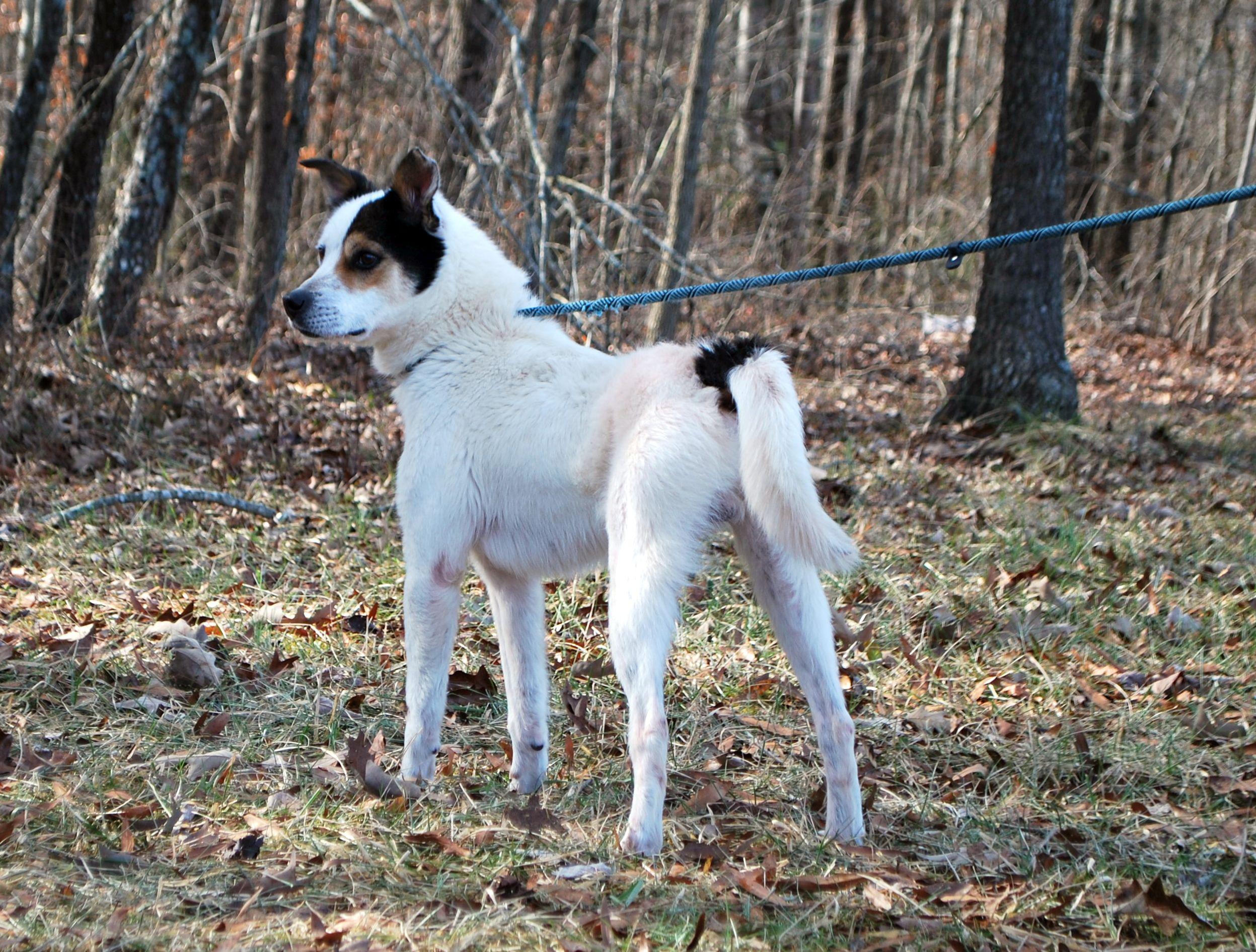 Twig photo 5