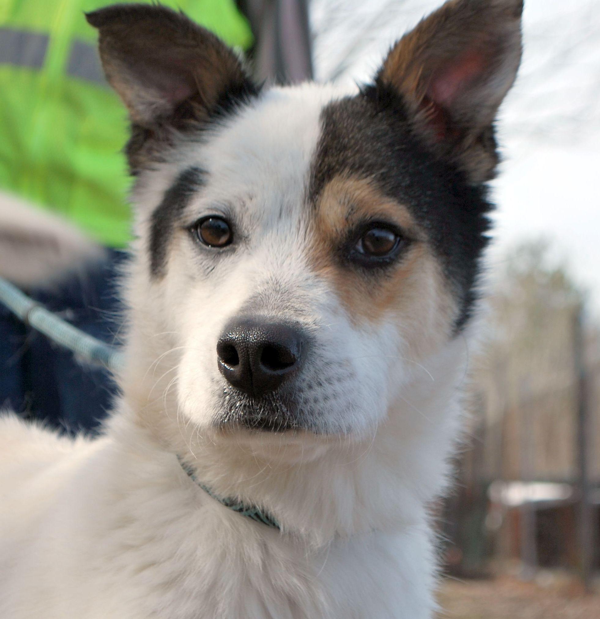 Twig, Adult Male Terrier