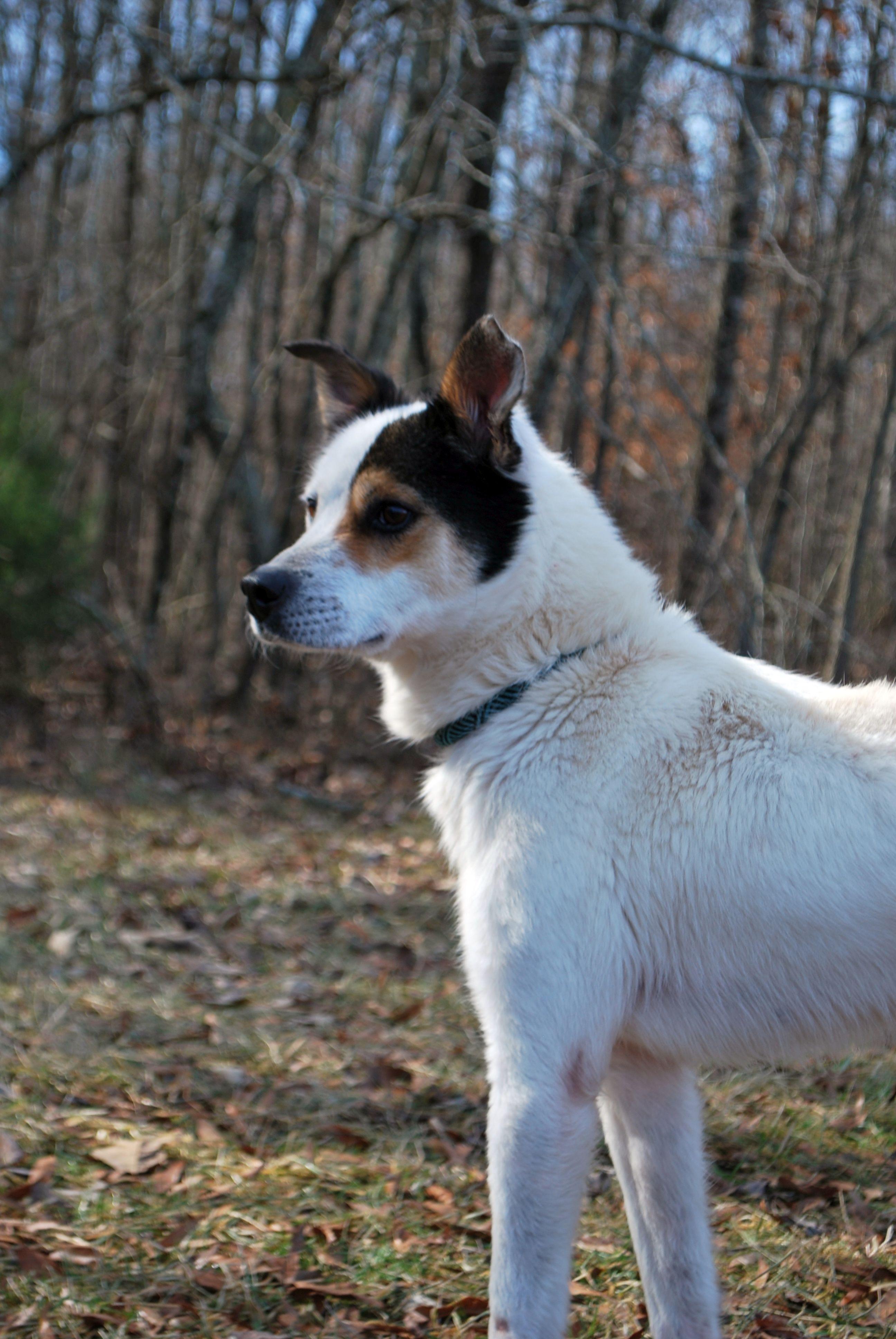 Twig photo 2
