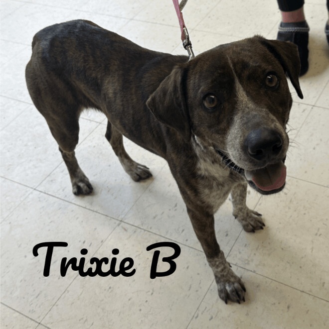 Enlarge Trixie B, a Adoptable mixed breed in Dyersburg, TN image 2/6