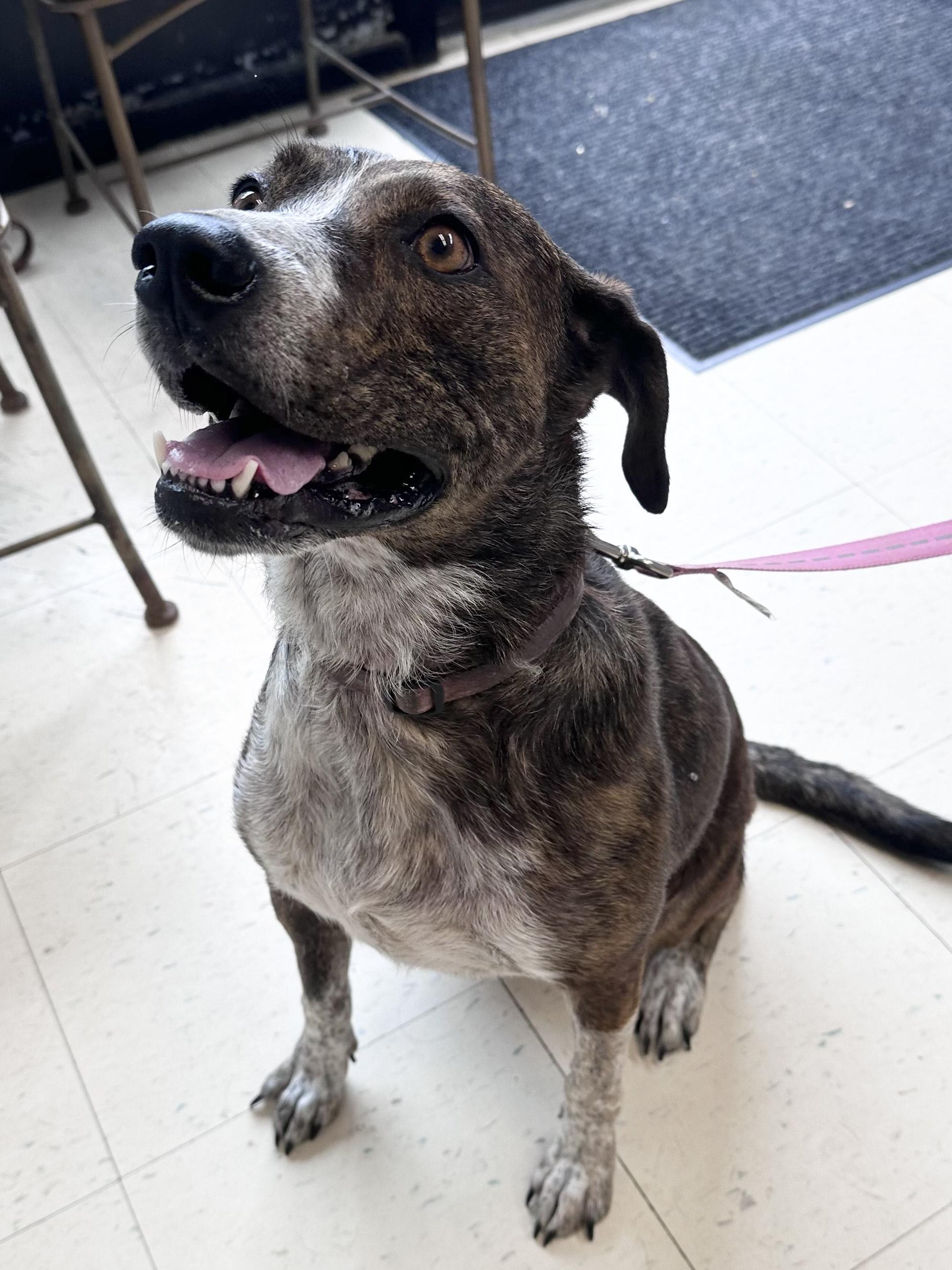 Enlarge Trixie B, a Adoptable mixed breed in Dyersburg, TN image 5/6