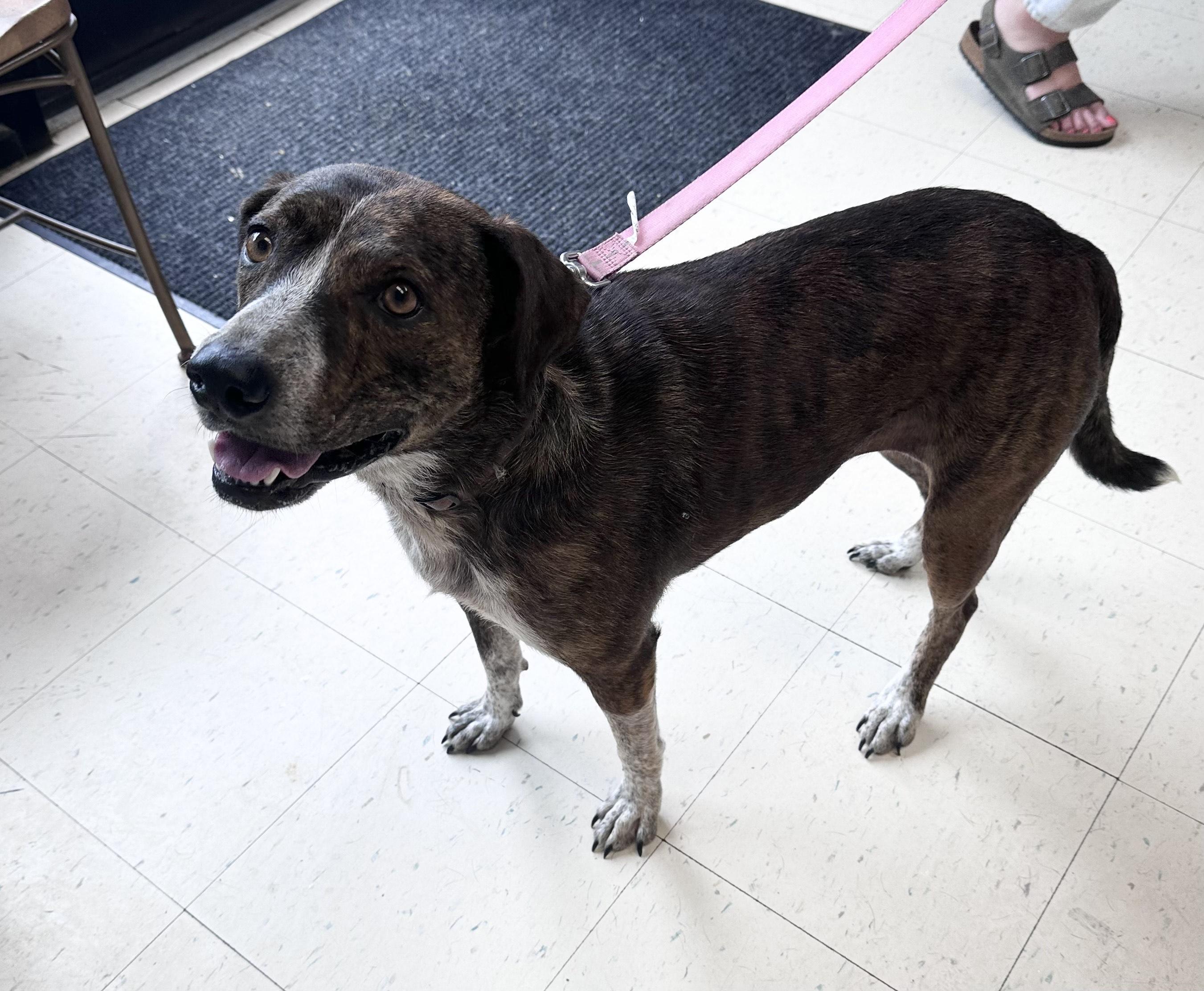 Enlarge Trixie B, a Adoptable mixed breed in Dyersburg, TN image 3/6