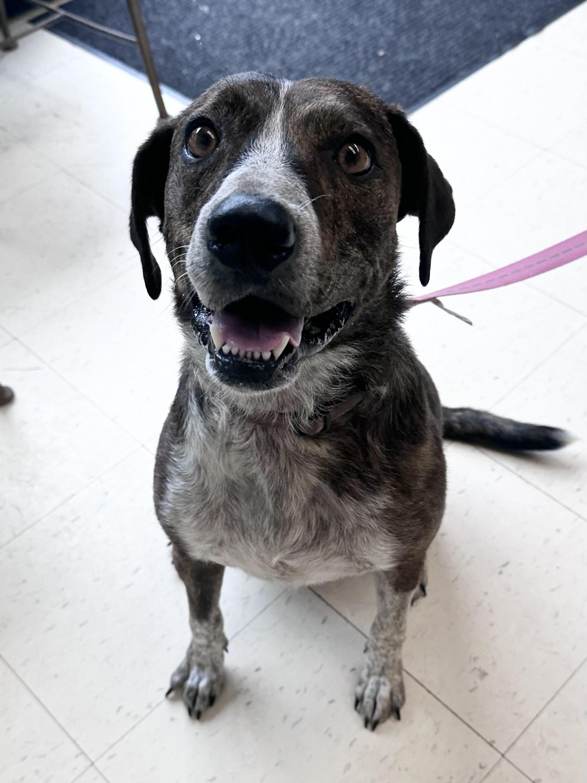 Enlarge Trixie B, a Adoptable mixed breed in Dyersburg, TN image 4/6