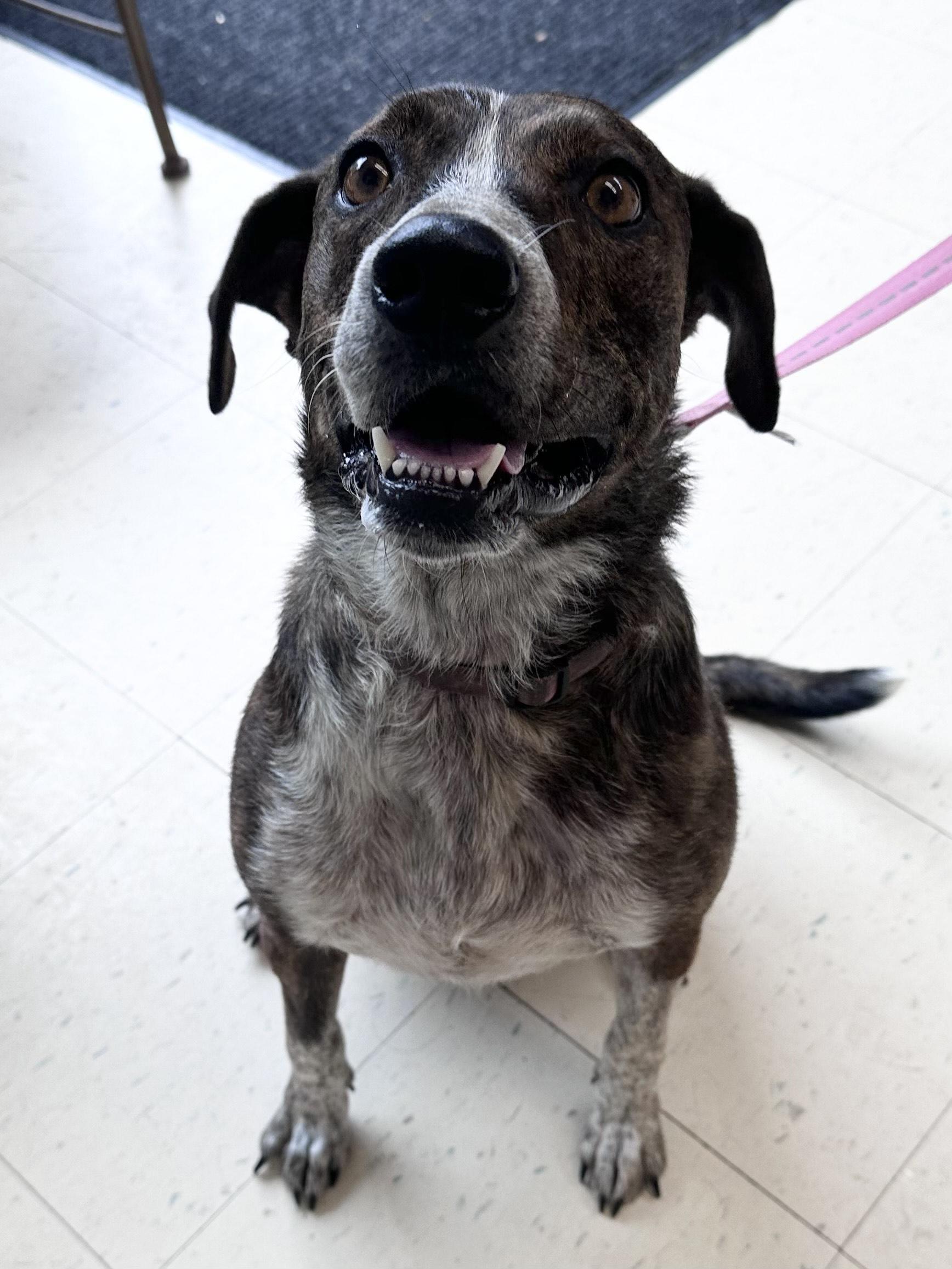 Enlarge Trixie B, a Adoptable mixed breed in Dyersburg, TN image 1/6