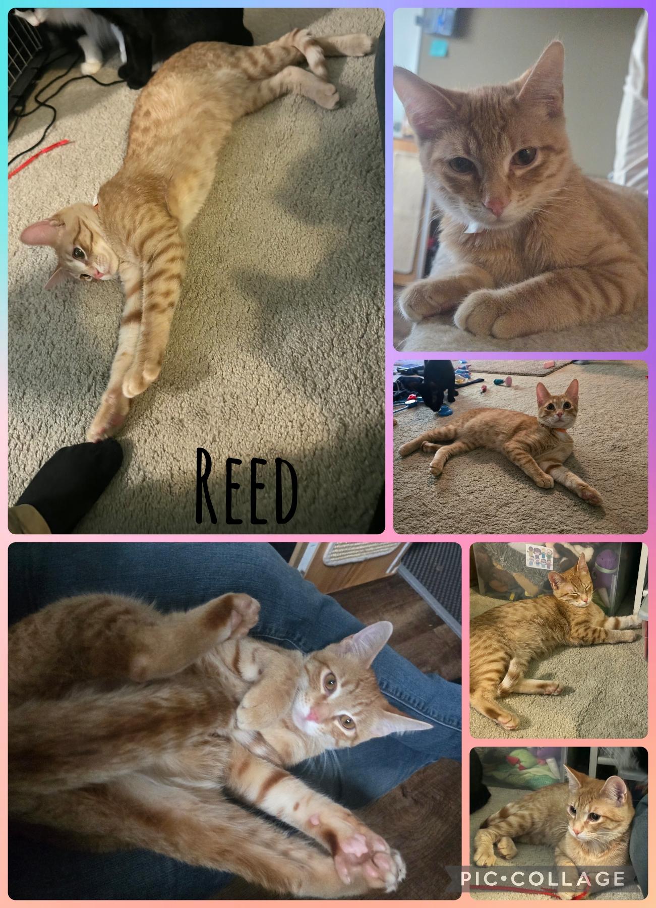 Enlarge Reed, a Adoptable Domestic Short Hair in Newberg, OR image 1/1