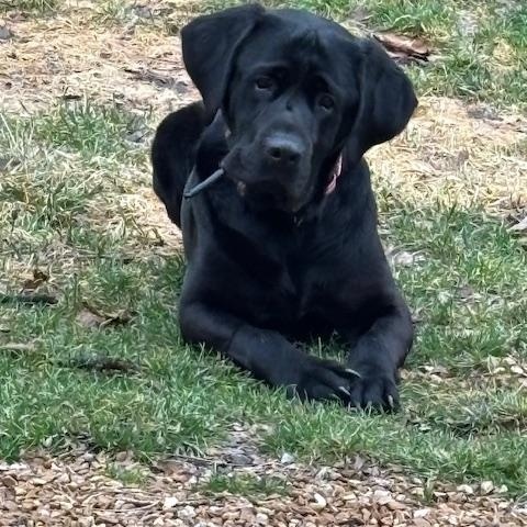 Enlarge Gilford, a Adoptable Labrador Retriever in Indianapolis, IN image 3/4