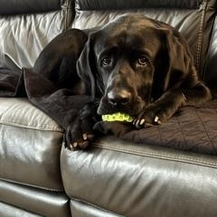 Enlarge Guilford, a Adoptable Labrador Retriever in Indianapolis, IN image 6/6