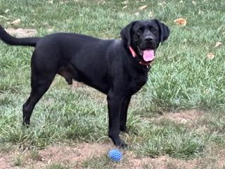 Enlarge Guilford, a Adoptable Labrador Retriever in Indianapolis, IN image 5/6