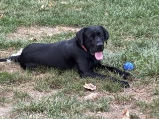 Enlarge Guilford, a Adoptable Labrador Retriever in Indianapolis, IN image 1/6