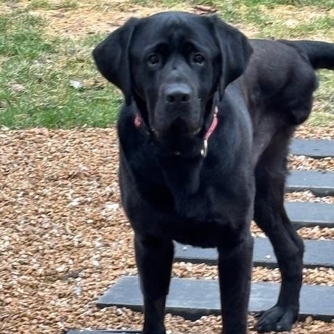Enlarge Gilford, a Adoptable Labrador Retriever in Indianapolis, IN image 2/4