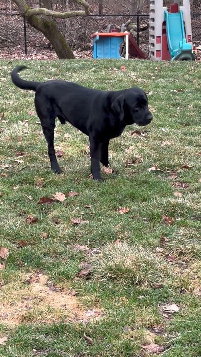 Enlarge Gilford, a Adoptable Labrador Retriever in Indianapolis, IN video 4/4