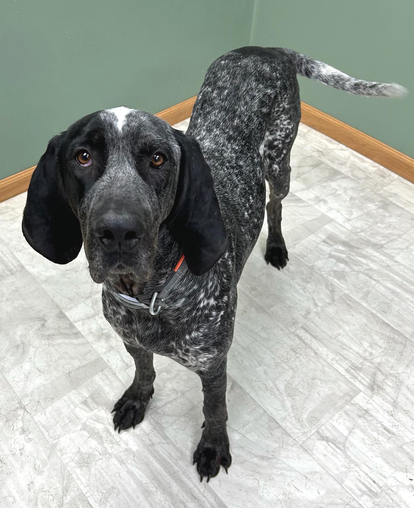 Enlarge Jackson, a Adoptable mixed breed in Neillsville, WI image 1/5