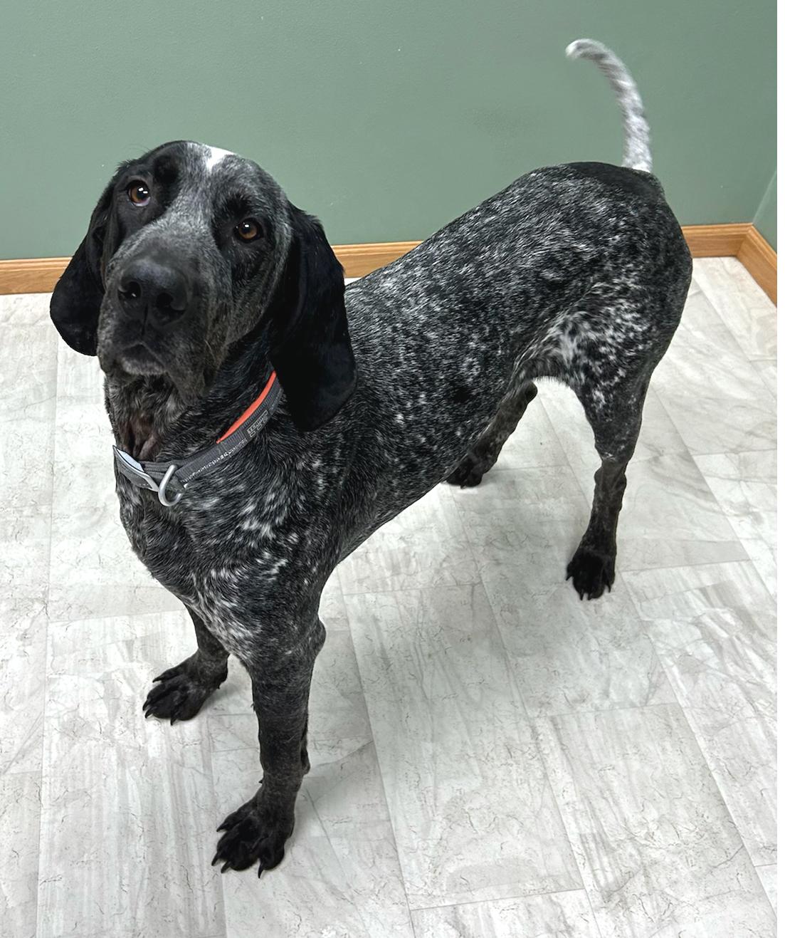 Enlarge Jackson, a Adoptable mixed breed in Neillsville, WI image 5/5