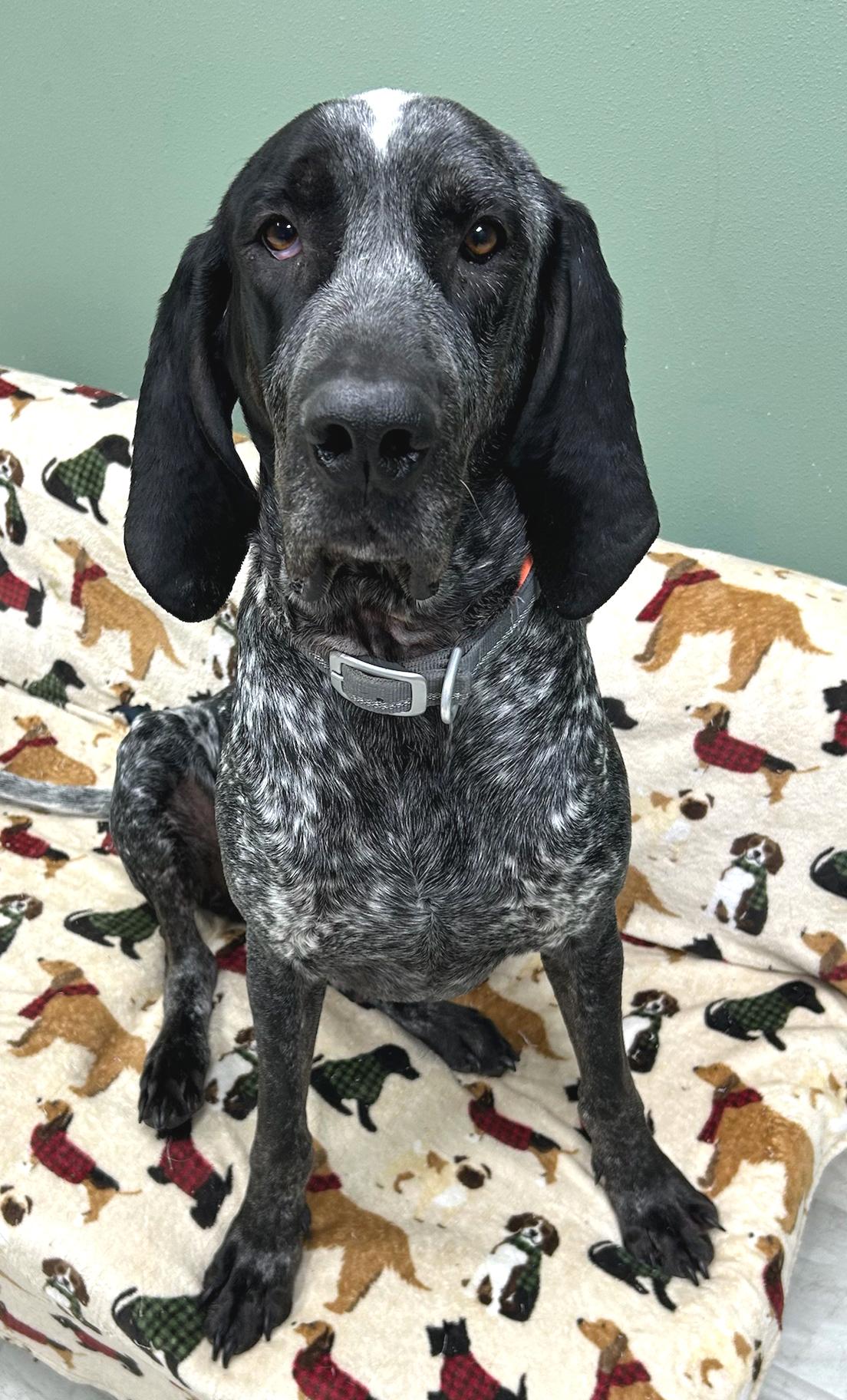 Enlarge Jackson, a Adoptable mixed breed in Neillsville, WI image 2/5